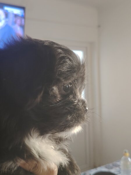 Shih-tzu catelusa