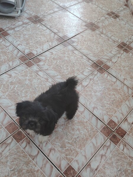 Shih-tzu catelusa